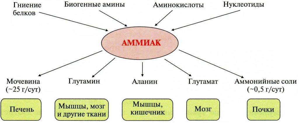 Источники аммиака в организме человека