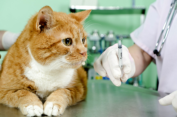 Vaccinations for cats