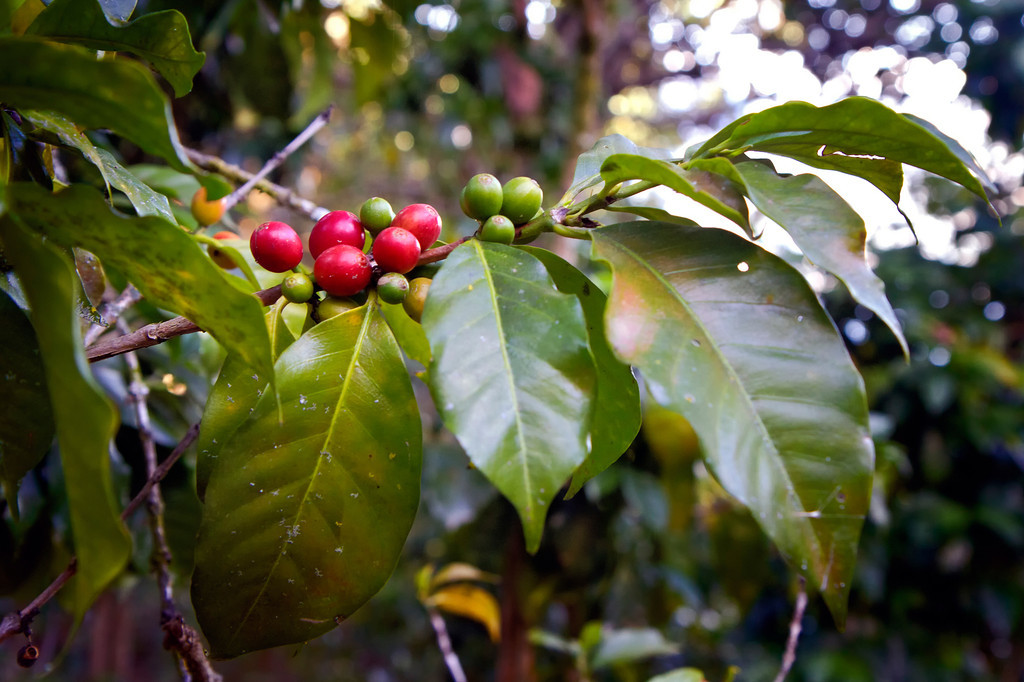Как цветет кофейное дерево фото в природе