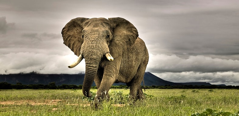 Это слон