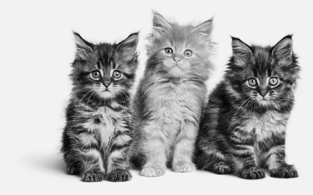 Три серых котенка сидят на белом фоне