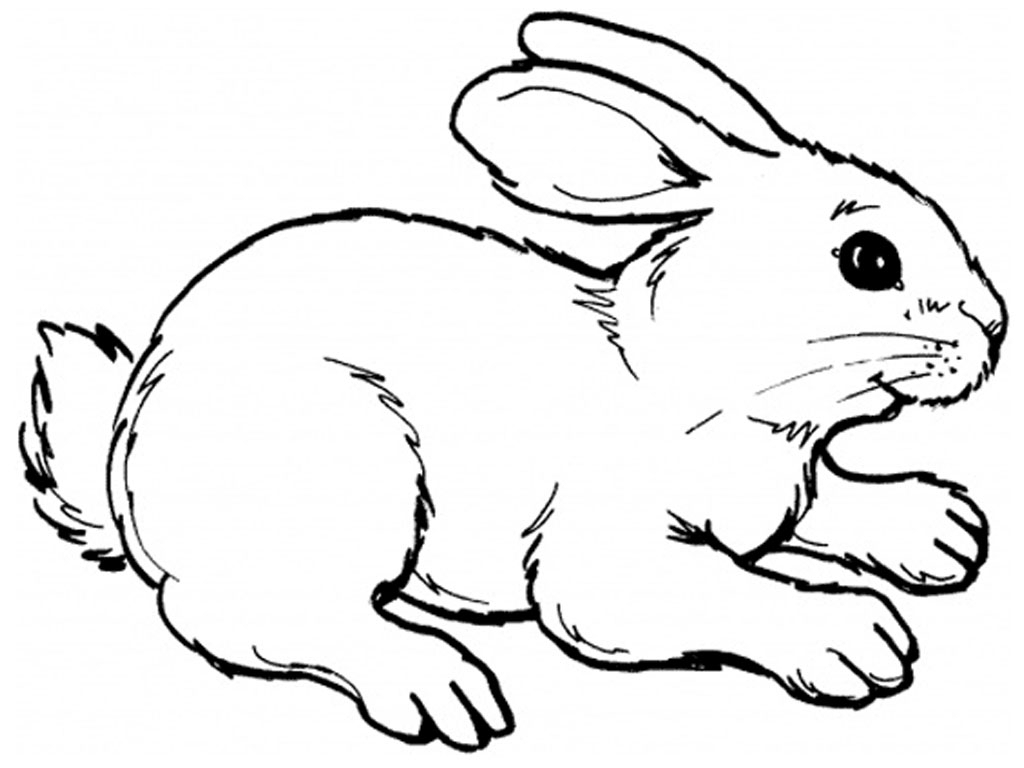 Рисунок зайца