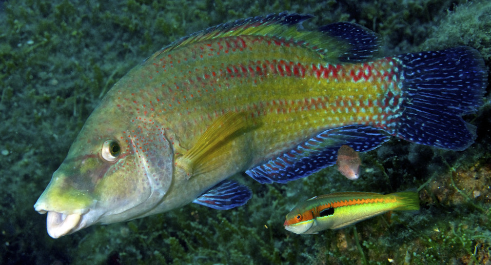 Рыба Губан - рулена