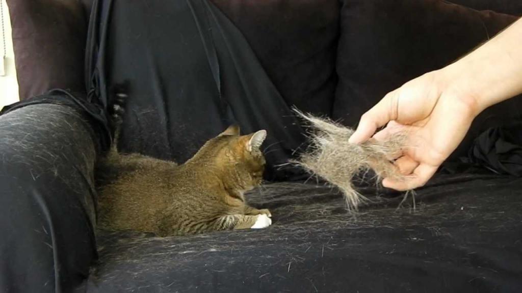 Если наесться кошачьих волос