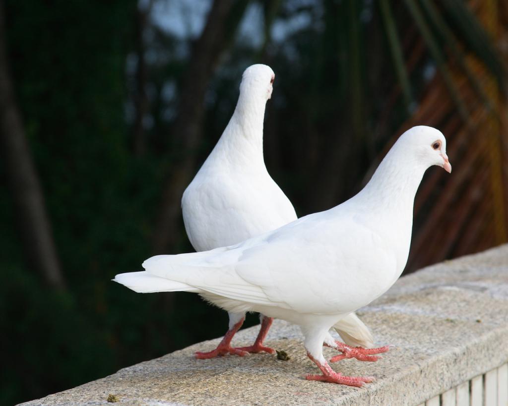 К чему прилетает белый голубь, какая примета