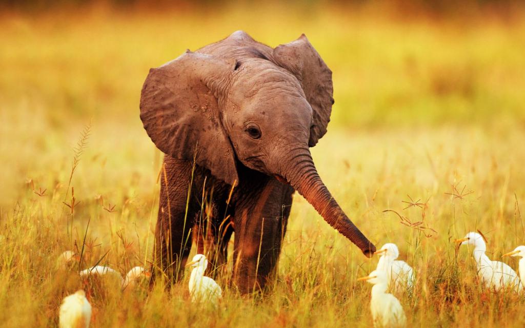 little elephant with chickens