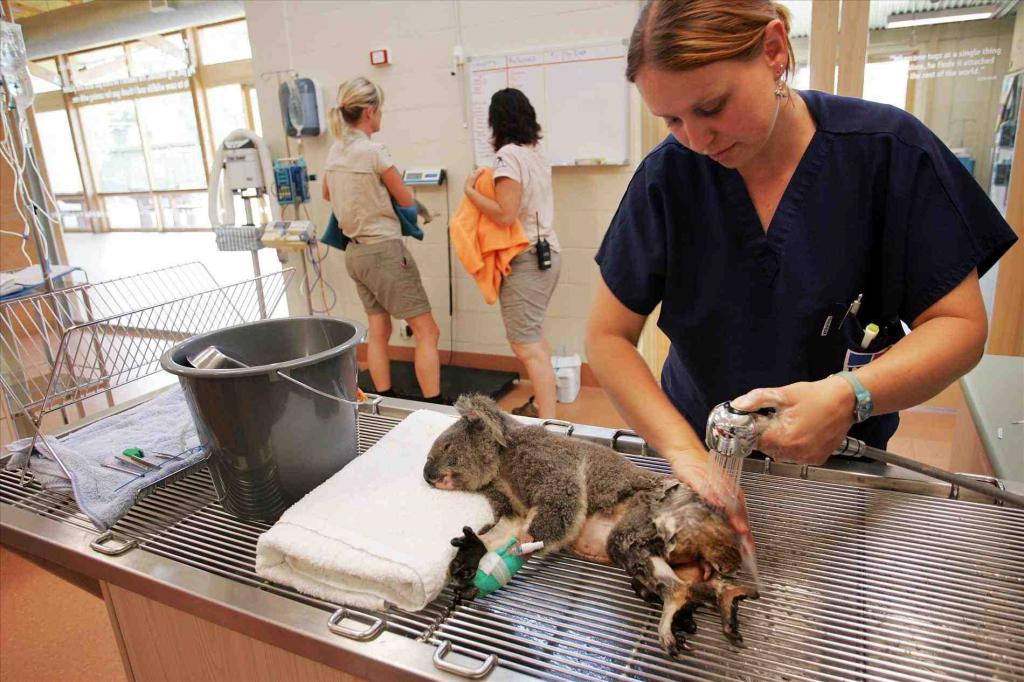 Veterinarian assistant