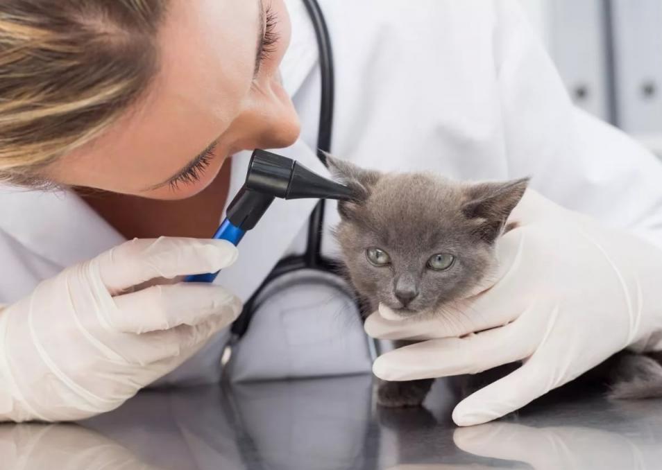 Otitis in cats