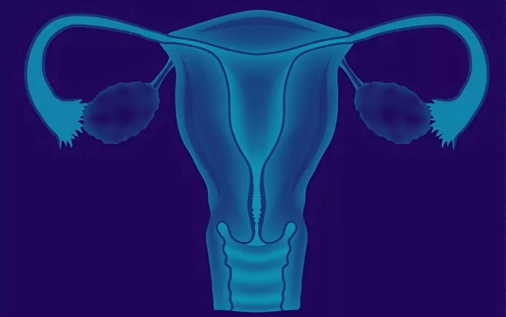 Репродуктивная система