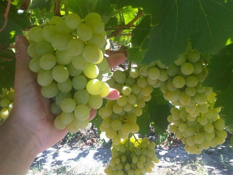 Грозди винограда "Дарья"