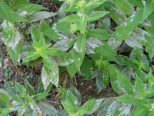 Powdery mildew on phlox