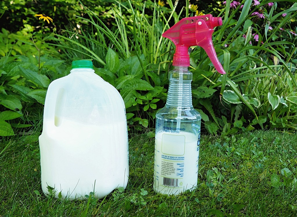 Вода хозяйственная. Молоко для растений в саду и огороде.