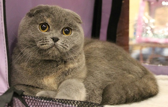 British fold shorthair cat