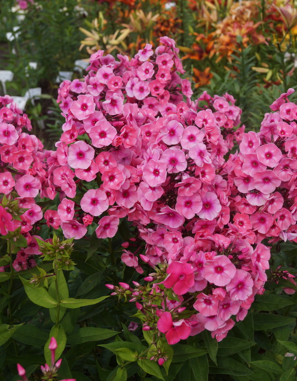 phlox larisa photo