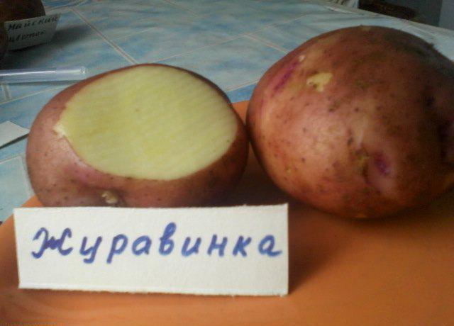 Сорт картофеля Журавинка характеристика