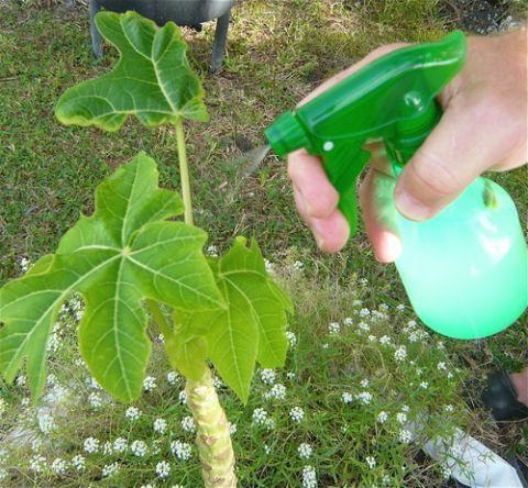 зеленое мыло для растений