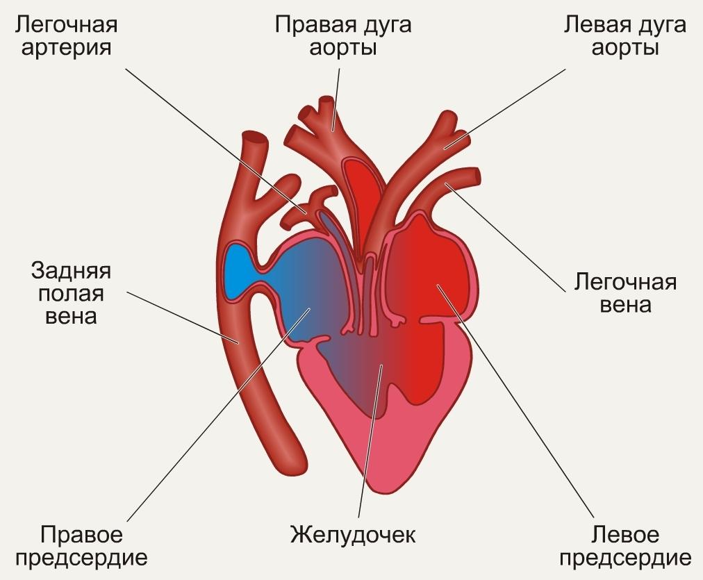 Сердце рептилий состоит. Пресмыкающиеся строение сердца. Строение сердца амфибий. Строение сердца пресмыкающегося схема. Схема строения сердца рептилий.