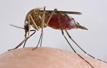 комар умирает после укуса