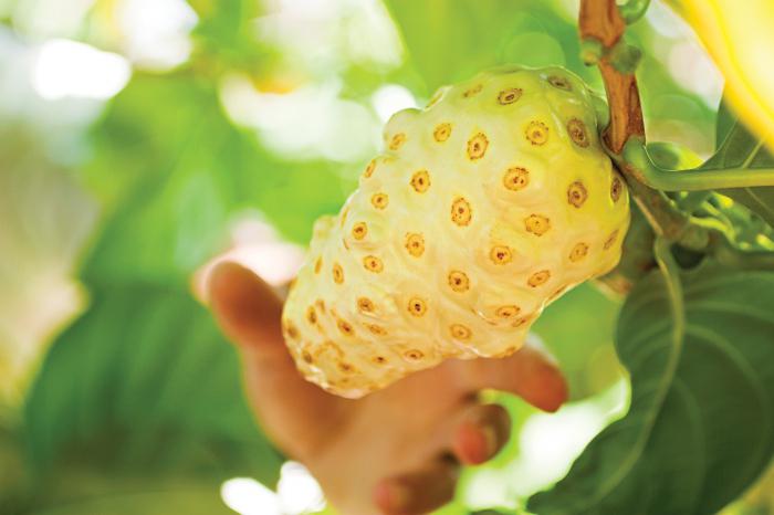 noni fruit reviews