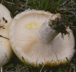 гриб белый груздь