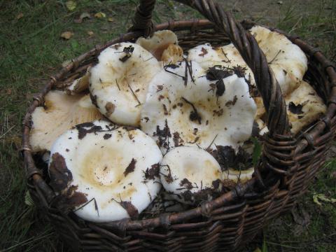 гриб похожий на белый груздь