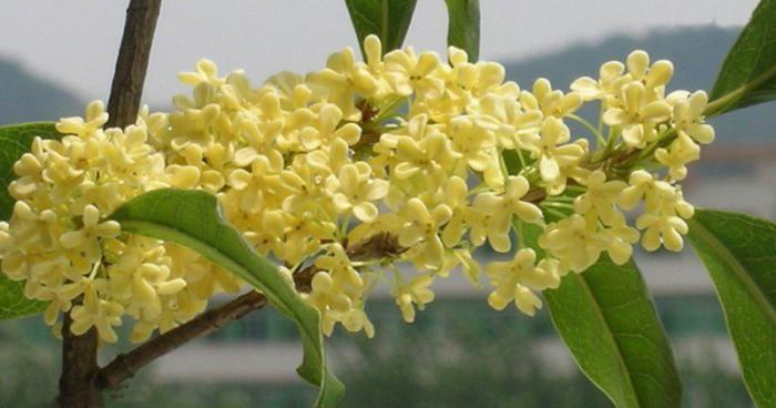 Fragrant osmanthus.