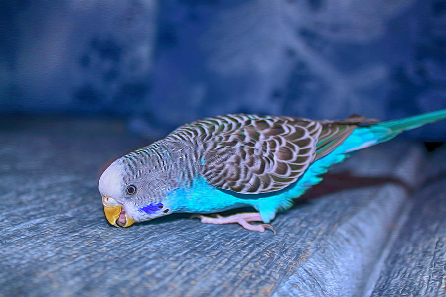 Голубой волнистый попугай