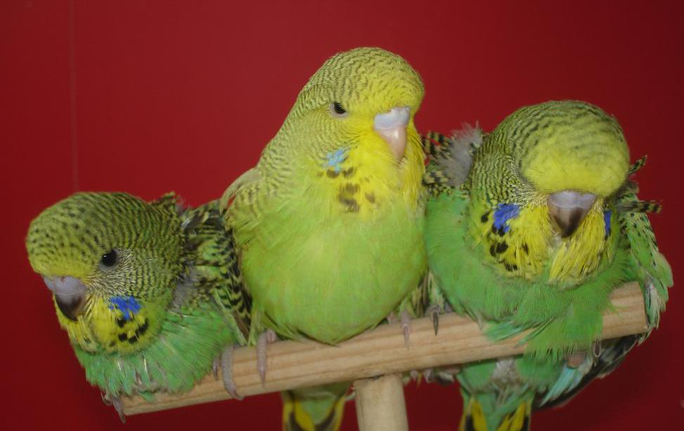 Три зеленых волнистых попугая
