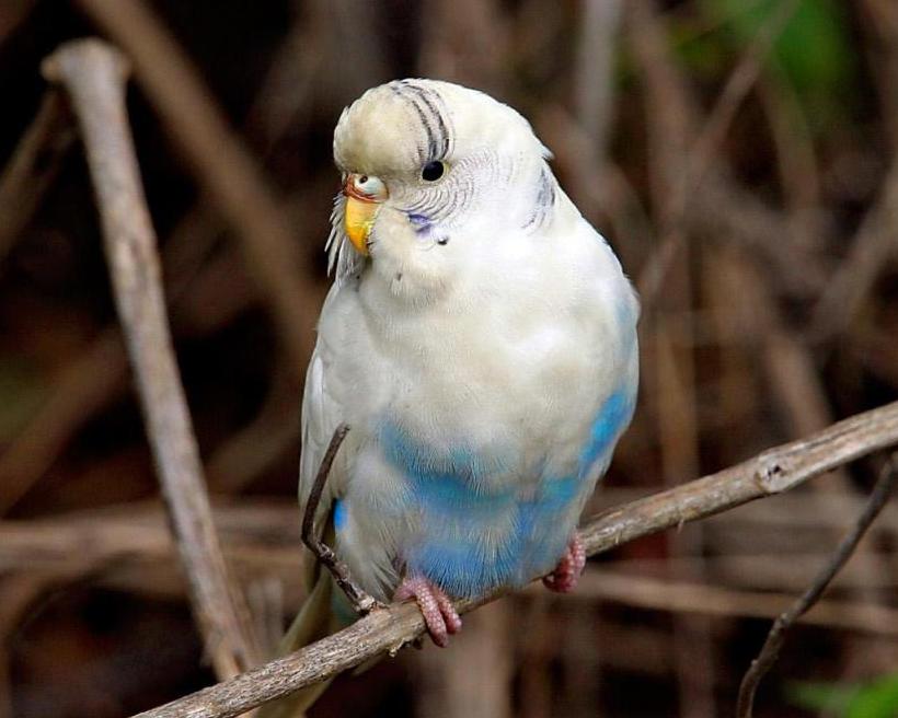 Клещ на клюве у волнистого попугая фото