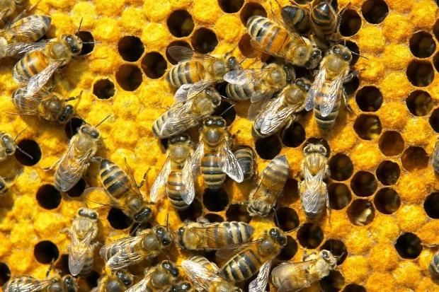 beekeeper day in Russia