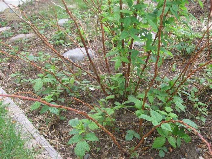 proper raspberry pruning