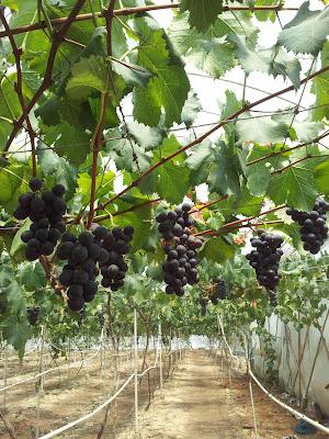 как сажать виноград летом