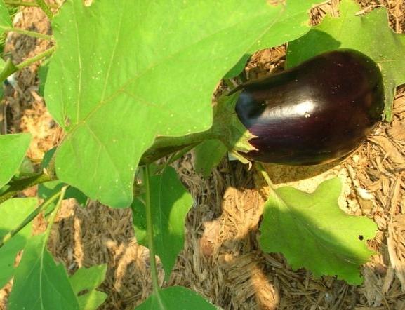 Eggplant growing in the country