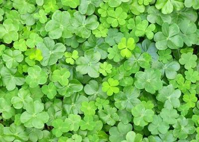 Lawn grass clover