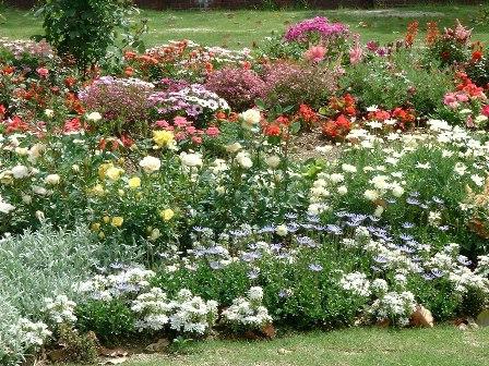 Perennial flowers photo