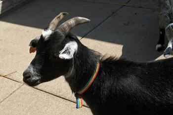 What is the dream of a black goat