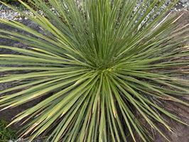 Yucca plant how to care