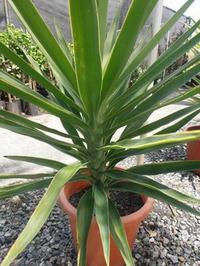 How to care for yucca at home