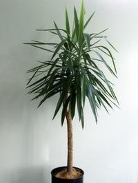 Houseplant yucca how to care