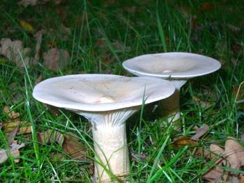 Разновидность грибов груздей