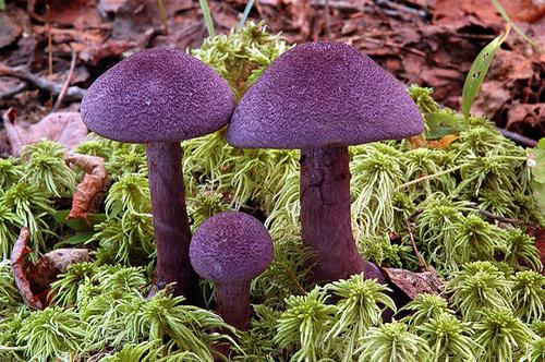 Mushrooms spiderwebs photo