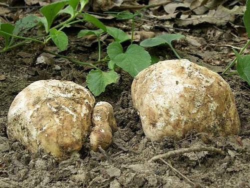 White truffle