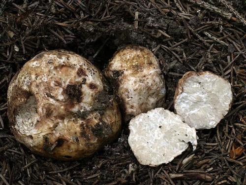 White Truffle Mushroom