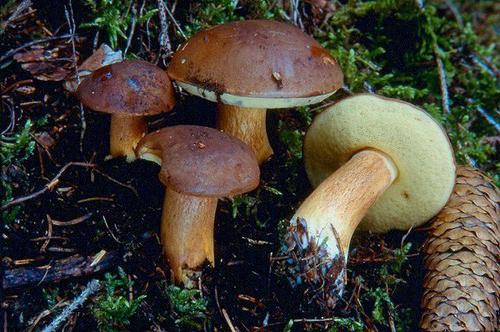 Польские белые грибы