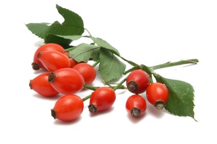 When to collect rose hips