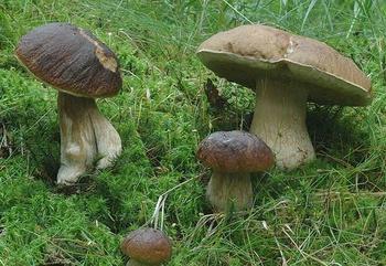 Where porcini mushrooms grow now