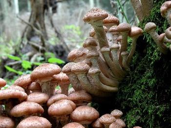 The largest mushrooms in the world