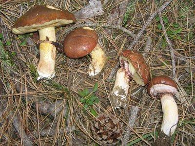 Съедобные осенние грибы