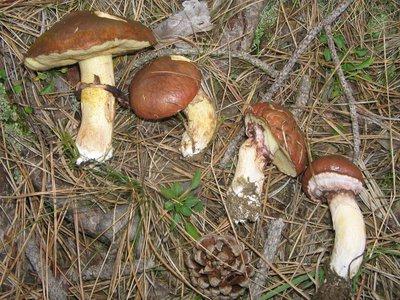 Edible Autumn Mushrooms