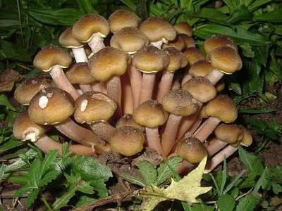 Edible autumn mushrooms photo